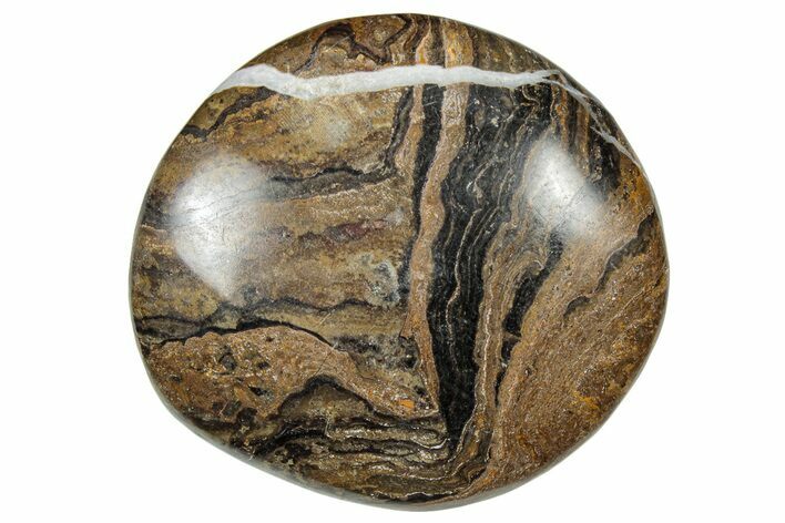 Polished Stromatolite (Greysonia) Pebble - Bolivia #302491